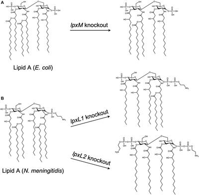 Biological Nanoparticles in Vaccine Development